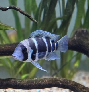 Cyphotilapia frontosa