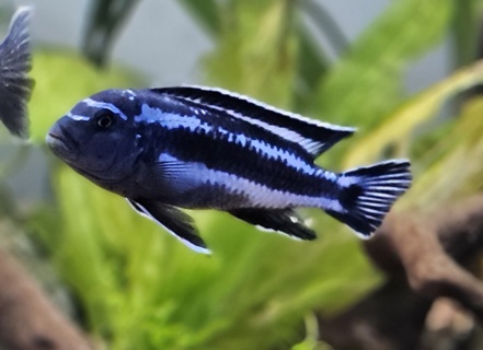 Pseudotropheus cyaneorhabdos