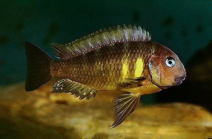 Tropheus Brichardi Isonga