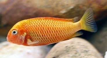 Tropheus Caramba Bishop