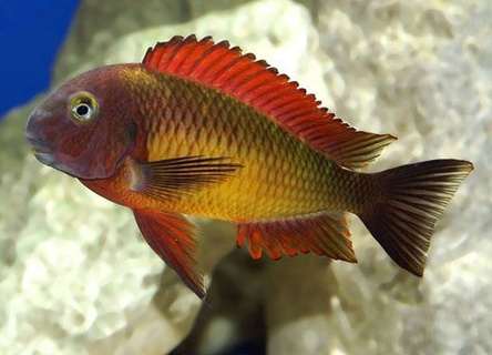 Tropheus Moorii Linangu