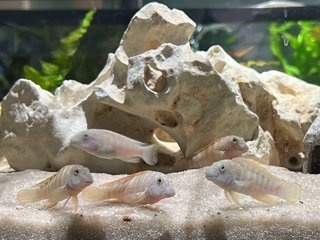 Eretmodus cyanostictus 'Mpimbwe' WC