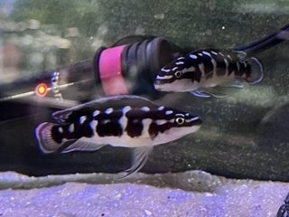 Julidochromis transcriptus 'Bemba'