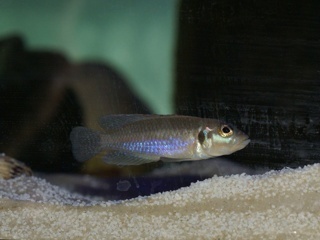 Lamprologus ocellatus 'Blue'