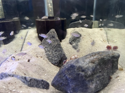 Neolamprologus multifasciatus