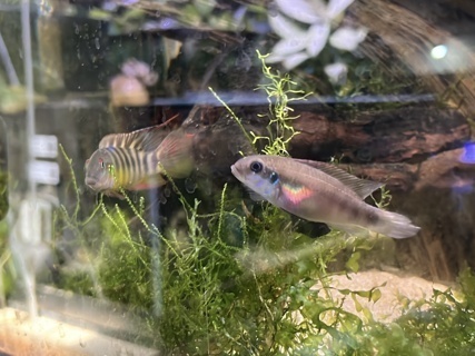 Wallaceochromis humilis