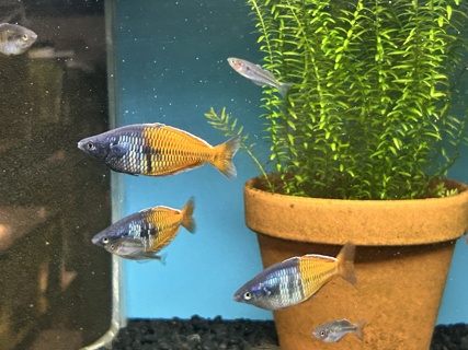 Melanotaenia boesemani