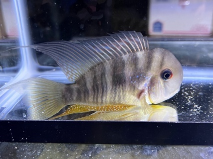 Gymnogeophagus balzanii