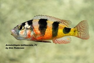 Astatotilapia latifasciata