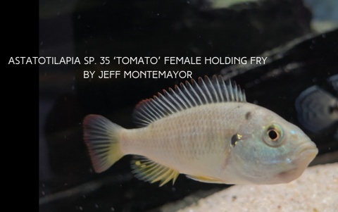 Astatotilapia sp. 35