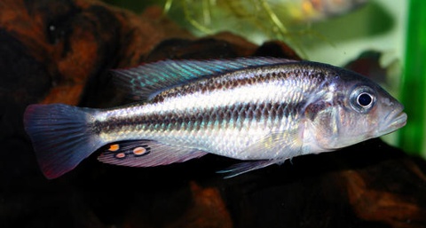 Haplochromis (Harpagachromis) sp. '2 stripe white lip'