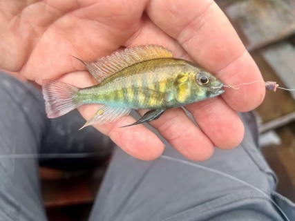 Haplochromis sp. 'yellow Ndurwa'