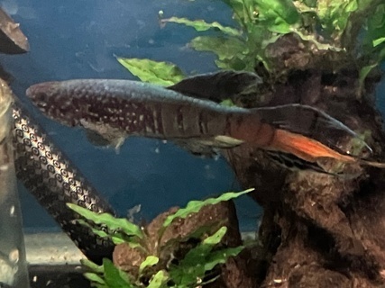 Fundulopanchax sjoestedti 'Oteri'