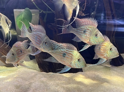 Geophagus sveni