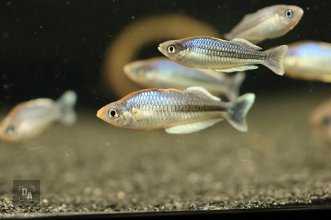 Melanotaenia pygmaea