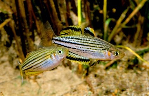 Melanotaenia sahulensis