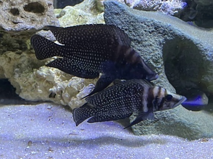 Altolamprologus calvus 'Lupota' WC