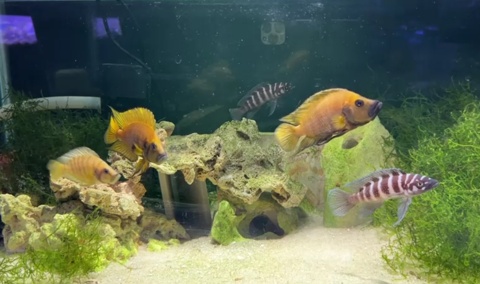 Altolamprologus compressiceps 'Chaitika Gold' F1