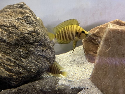 Altolamprologus compressiceps 'Chaitika Gold' WC