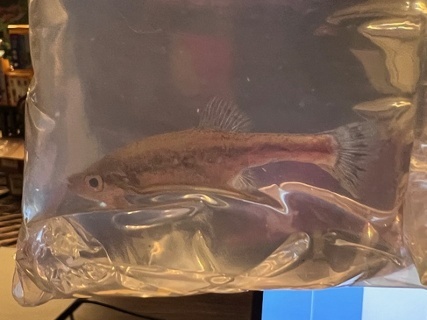 Ameca splendens 'RR Miller 1966 Collection'