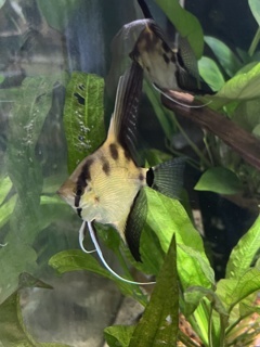 Pterophyllum scalare
