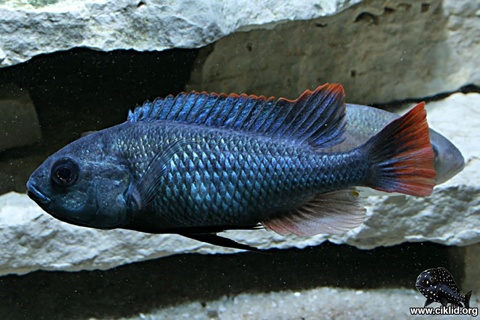 Ptyochromis sp. Red Tailed Sheller