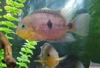 Amatitlania septemfasciata - 2025 OCA CARES Event