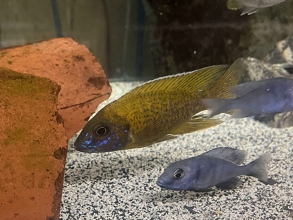 Aulonocara baenschi - 2025 OCA CARES Event