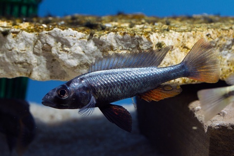 Haplochromis thereuterion  - 2025 OCA CARES Event