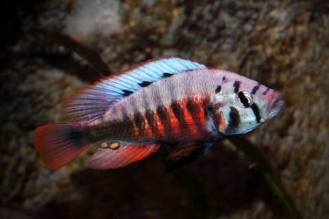 Pundamilia sp. Red Flank - 2025 OCA CARES Event