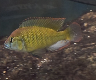 Thoracochromis pharyngalis