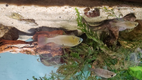 Thoracochromis buysi