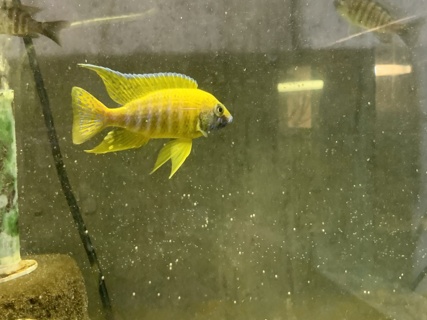 Aulonocara Stuargranti Maleri