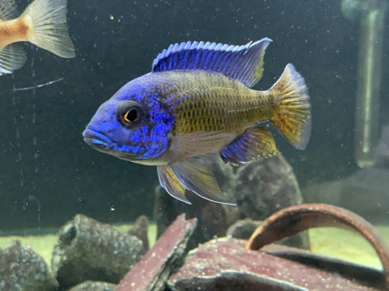 Aulonocara Stuargranti Ngara