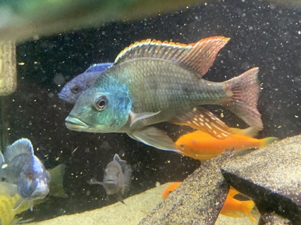 Otopharynx tetrastigma