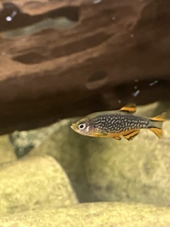 Celestichthys margaritatus