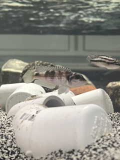 Lamprologus meleagris