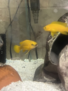 Neolamprologus longior