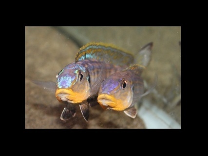 Enantiopus sp. 'kilesa'