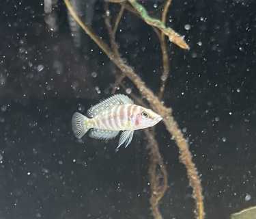 Altolamprologus calvus 'yellow'