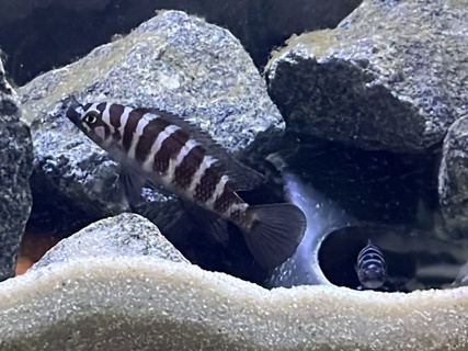 Neolamprologus cylindricus