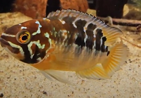 Ivanacara bimaculata