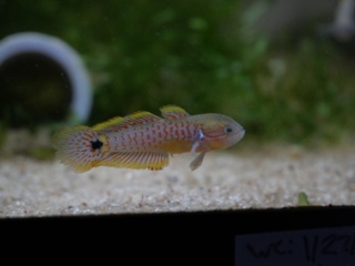 Tateurndina ocellicauda