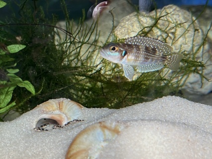 Lamprologus meleagris