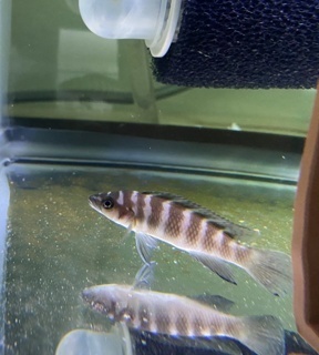 Neolamprologus cylindricus