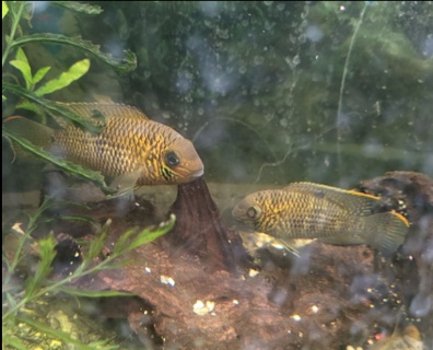 Andinoacara biseriatus