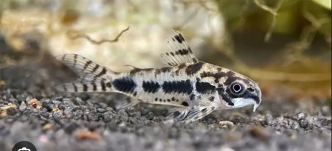 Corydoras Hasbrosus