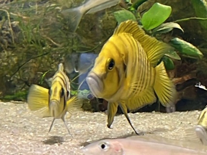 Altolamprologus compressiceps 'Chaitika Gold' WC