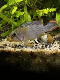 Apistogramma panduro