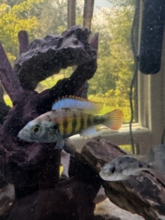 Astatotilapia sp. 35